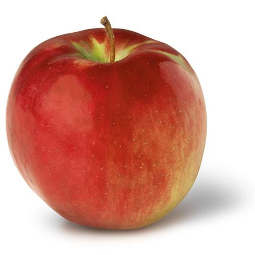 Cortland – Lyman Orchards